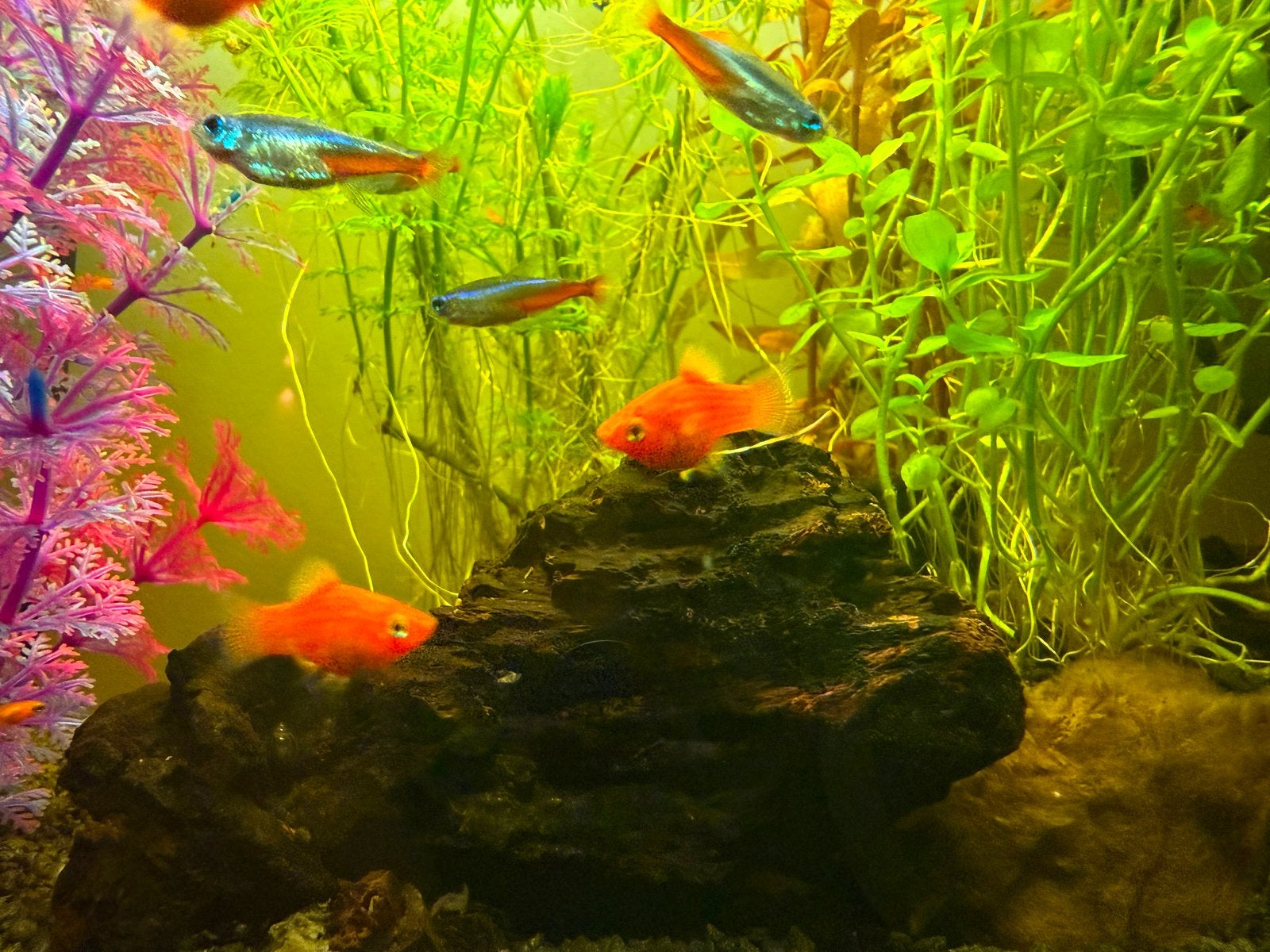 Oranje Platy’s, Dieren en Toebehoren, Vis