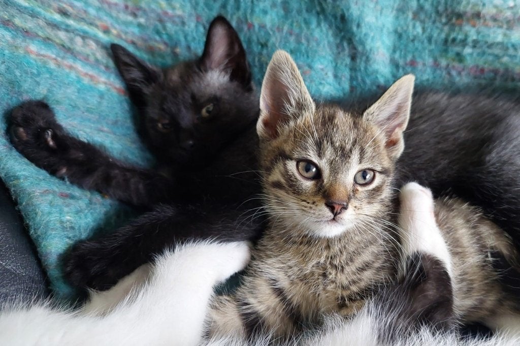 Mooie kittens, Dieren en Toebehoren, Meerdere dieren, Ontwormd, 0 tot 2 jaar