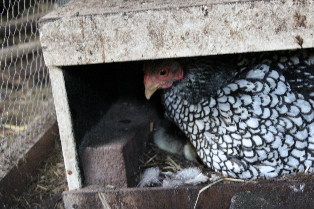 broedeieren Wyandotte kriel, Dieren en Toebehoren, Pluimvee, Geslacht onbekend, Kip
