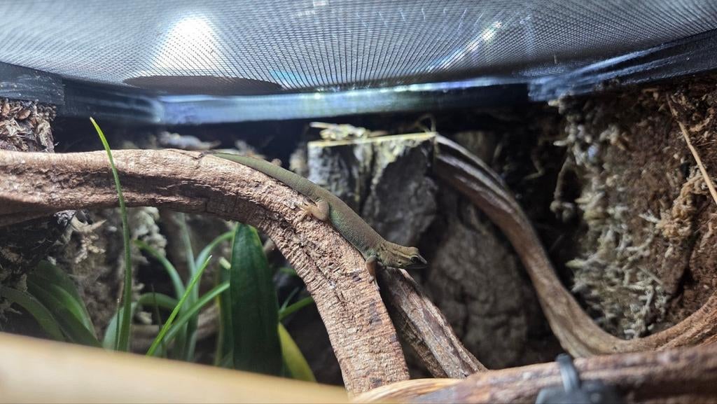 Lygodactylus Williamsi (vrouw), Hagedis, 0 tot 2 jaar