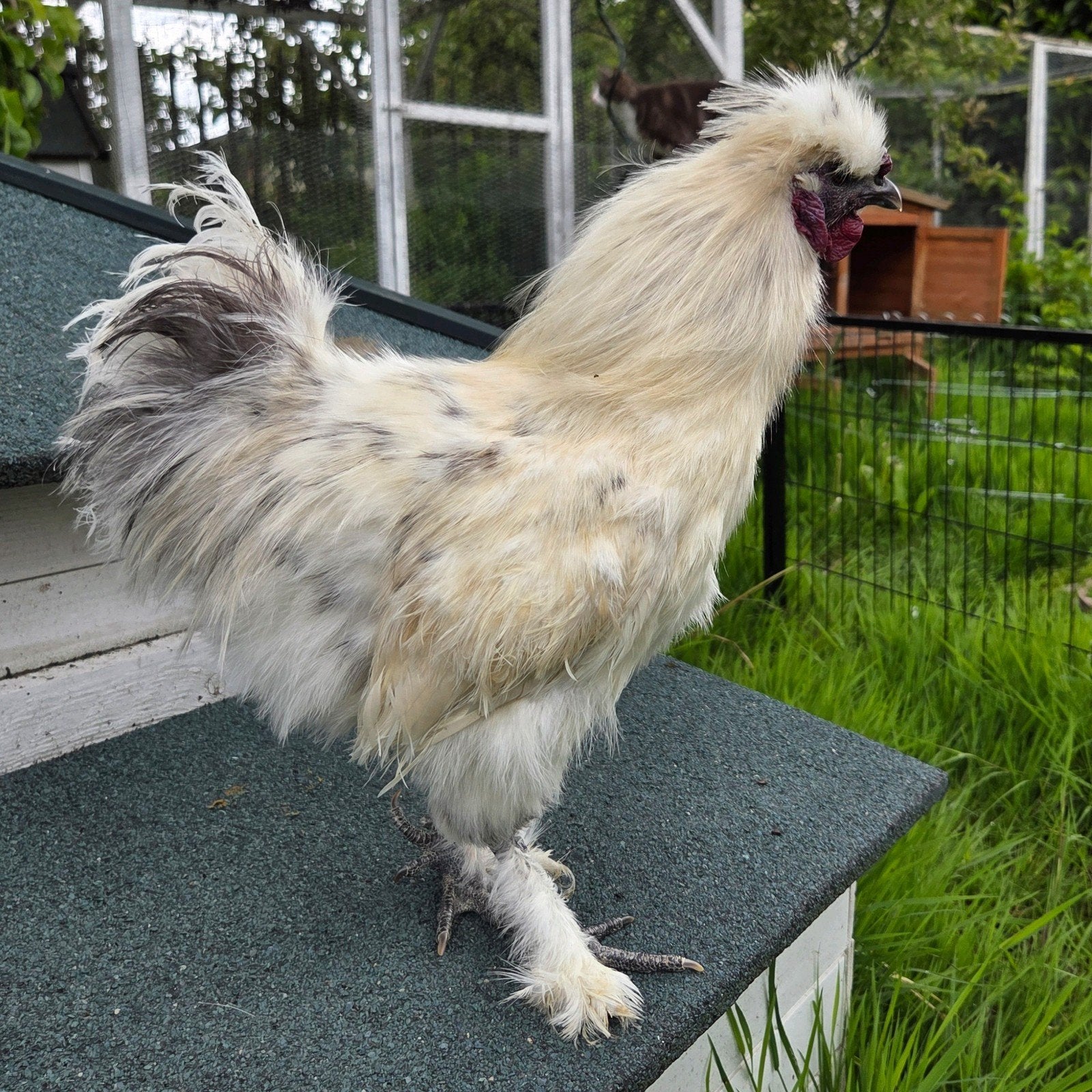 Zijdehoen, Dieren en Toebehoren