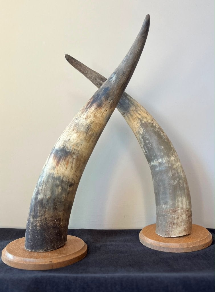 Afrikaanse Ankole-Watusi hoorns op eikenhouten pedestals, Ophalen, Gebruikt, Overige soorten, Overige typen