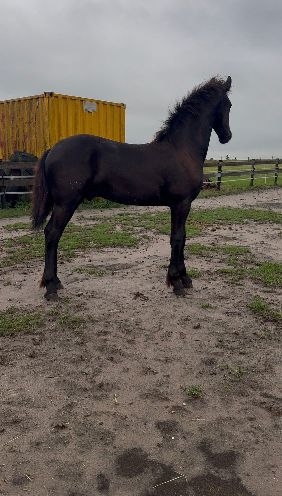Stoer Fries Henst veulen, Dieren en Toebehoren, Paarden, Minder dan 160 cm, Niet van toepassing, 0 tot 2 jaar, Hengst