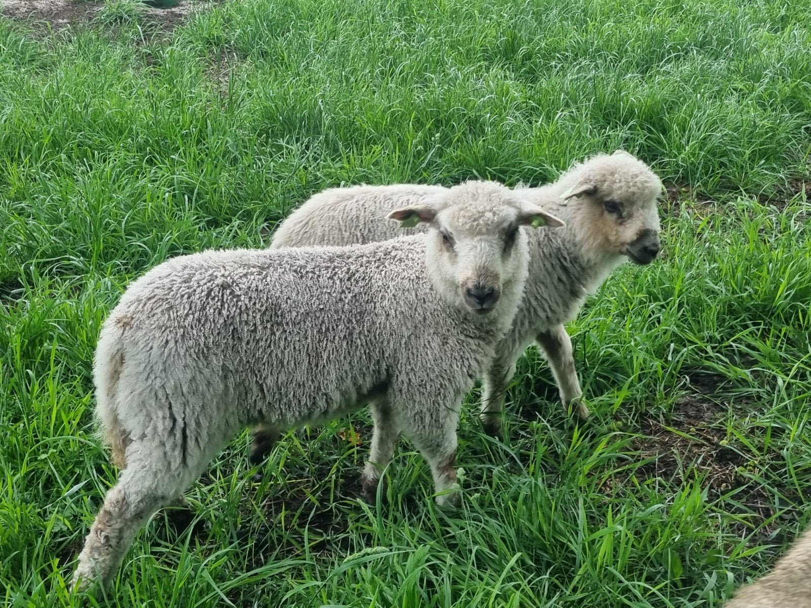 Walliser x blauwe texelaar, Dieren en Toebehoren, Schapen, Geiten en Varkens, Meerdere dieren, Schaap