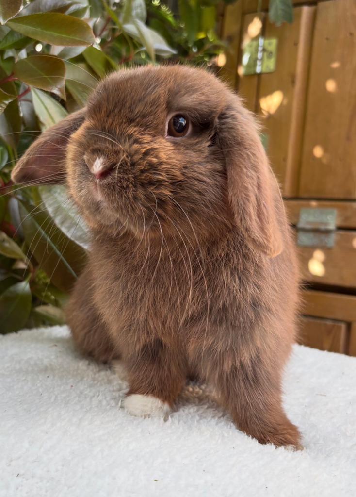 Lieve Minilop ram te koop, Mannelijk, Dwerg