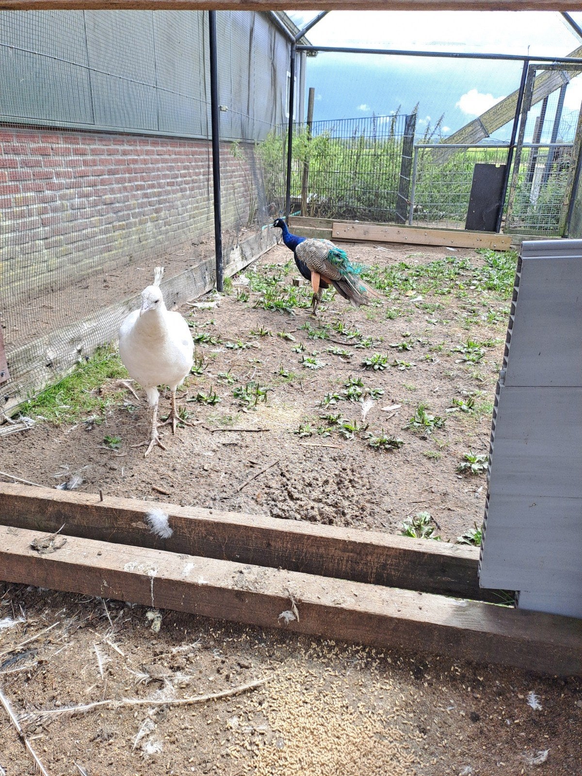 witte en blauwe pauwen, Meerdere dieren, Overige soorten