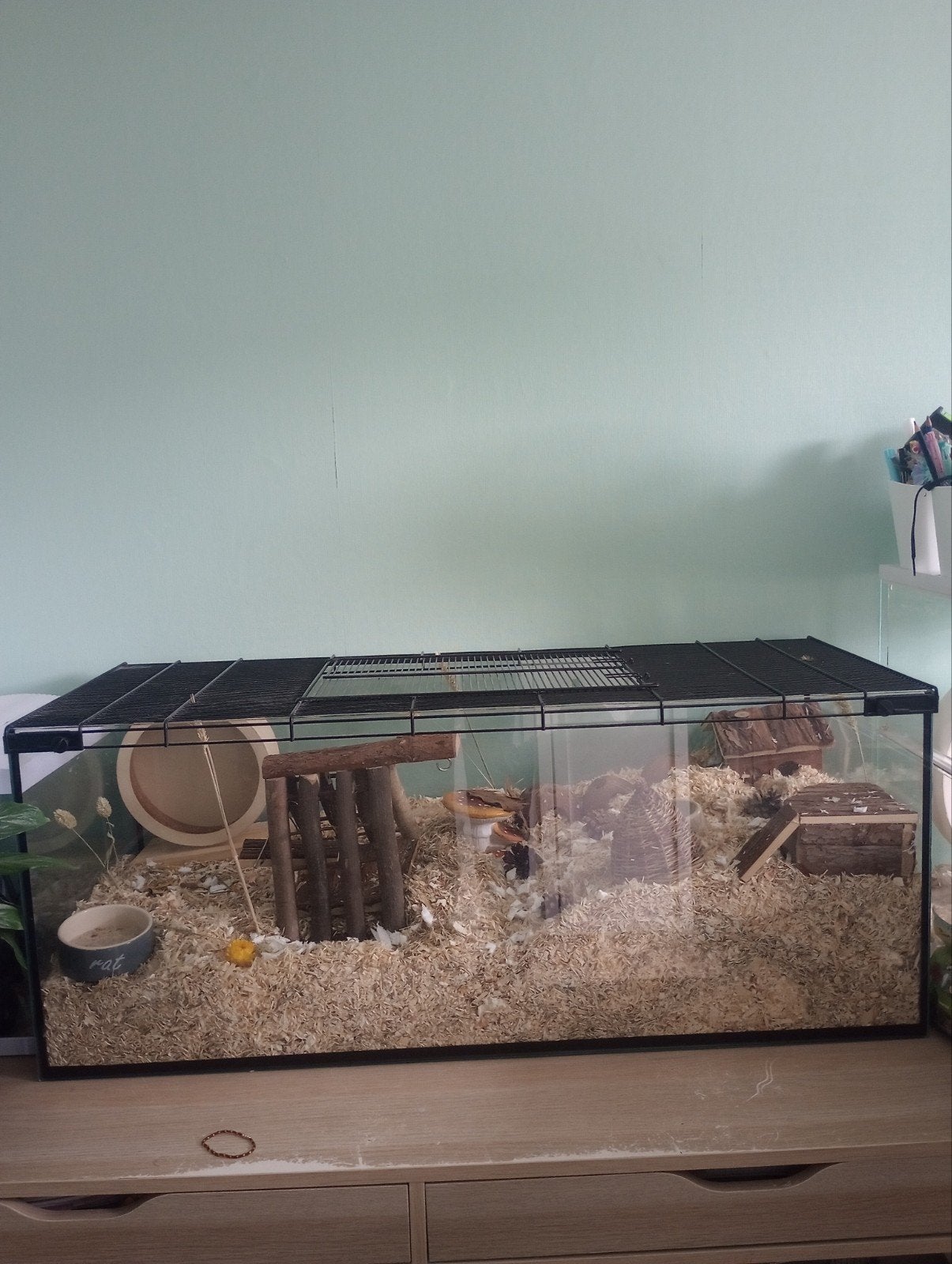 hamster inclusief verblijf, Dieren en Toebehoren, Ophalen, Zo goed als nieuw, Hamster