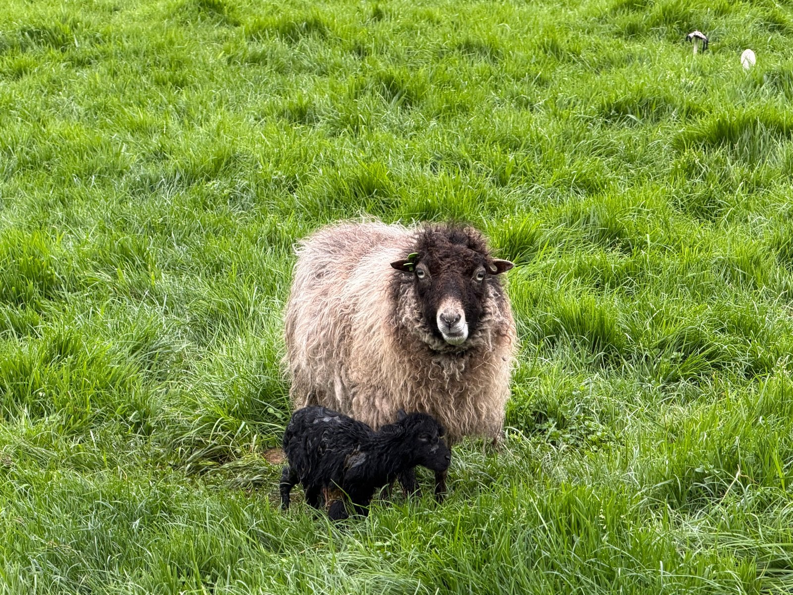 Ouessant ooi, Dieren en Toebehoren, Vrouwelijk, Schaap
