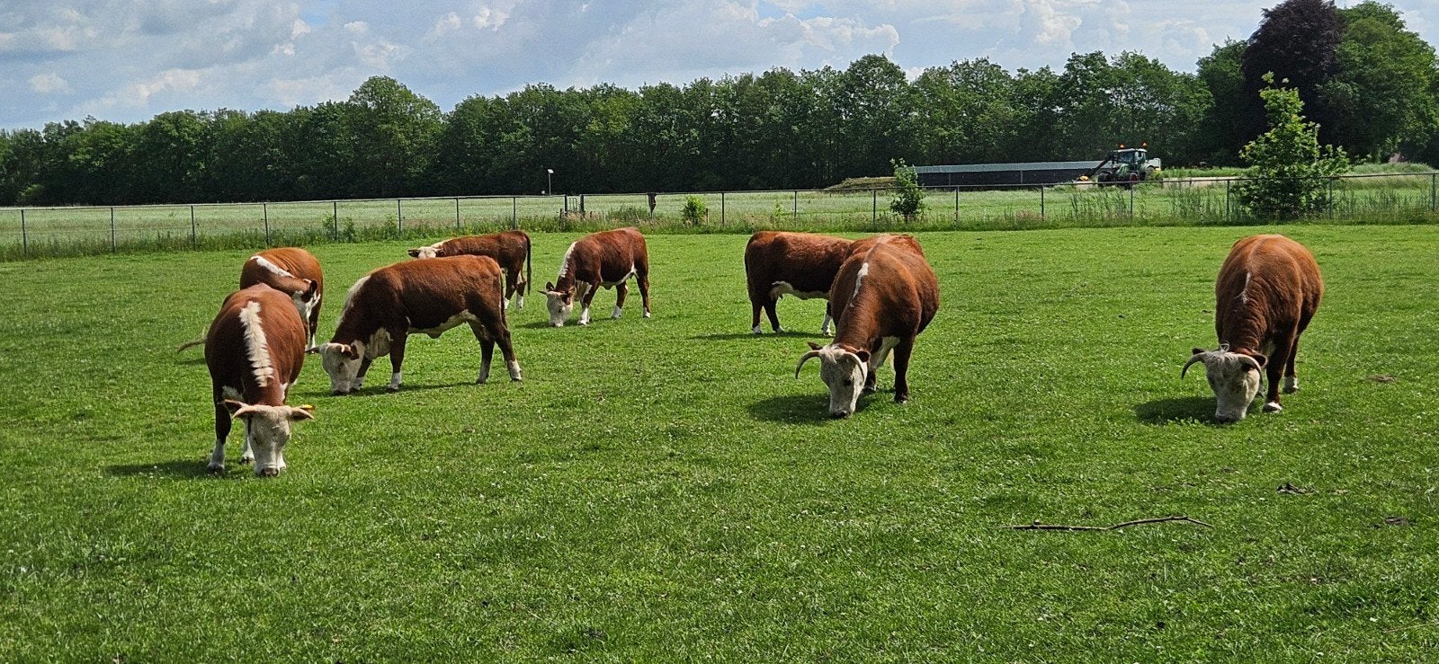 4 Mini Hereford kruising koeien, Dieren en Toebehoren, Runderen, Vrouwelijk, 0 tot 2 jaar