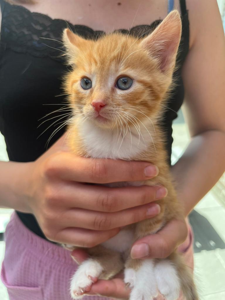 Kittens, Meerdere dieren, Kortharig