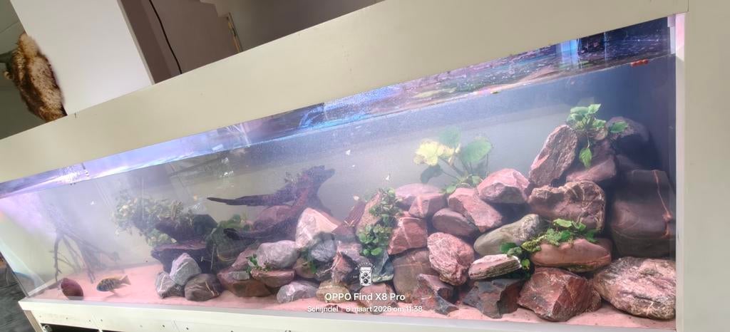 Lees beschrijving Ik vang gratis aquariumvissen en meer op, Ophalen