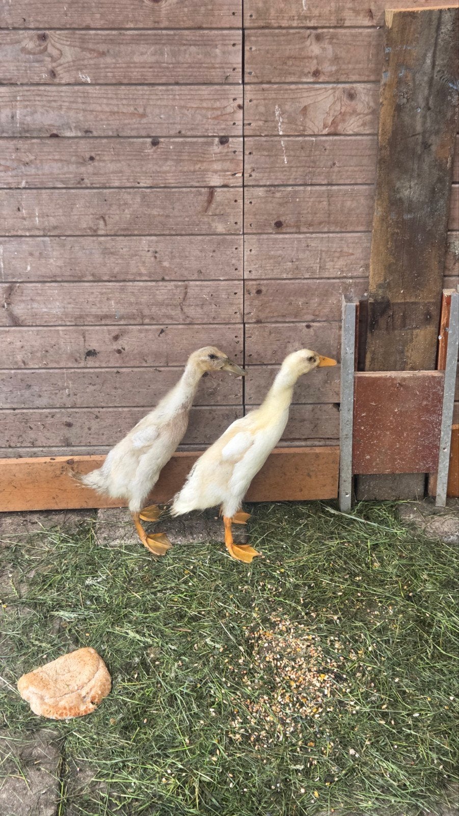 Jonge Indische loopeenden, Dieren en Toebehoren, Meerdere dieren, Eend