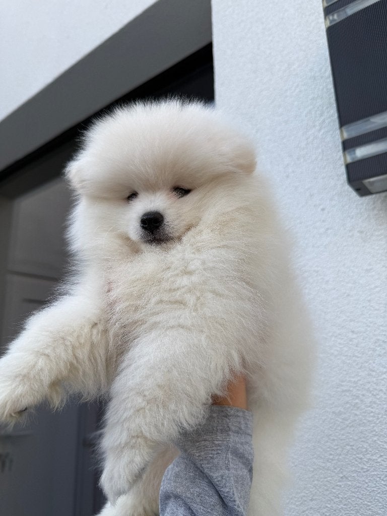 Pomeriaan pup puppy, Dieren en Toebehoren, Honden | Poolhonden, Keeshonden en Oertypen, Particulier, Keeshond, Reu, 8 tot 15 weken