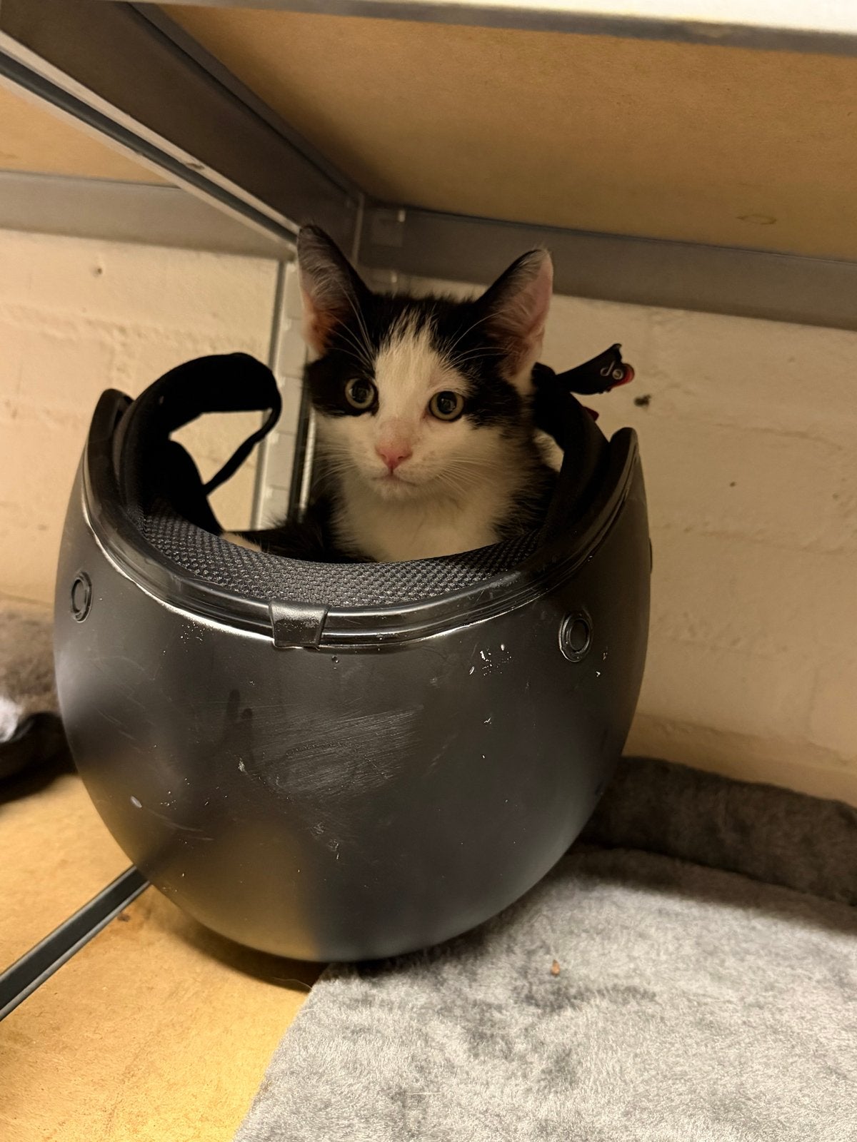 Kittens 9 weken oud, Dieren en Toebehoren, Meerdere dieren