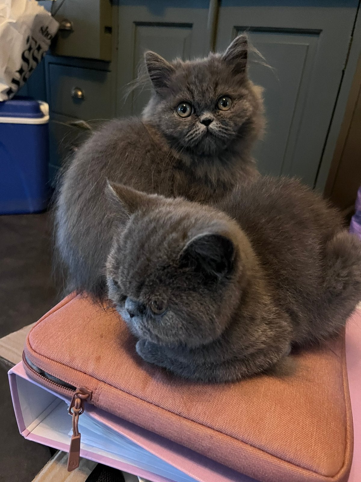 2 kitten broertjes zoeken nog een fijn mandje, Dieren en Toebehoren, Kater, Ontwormd, 0 tot 2 jaar