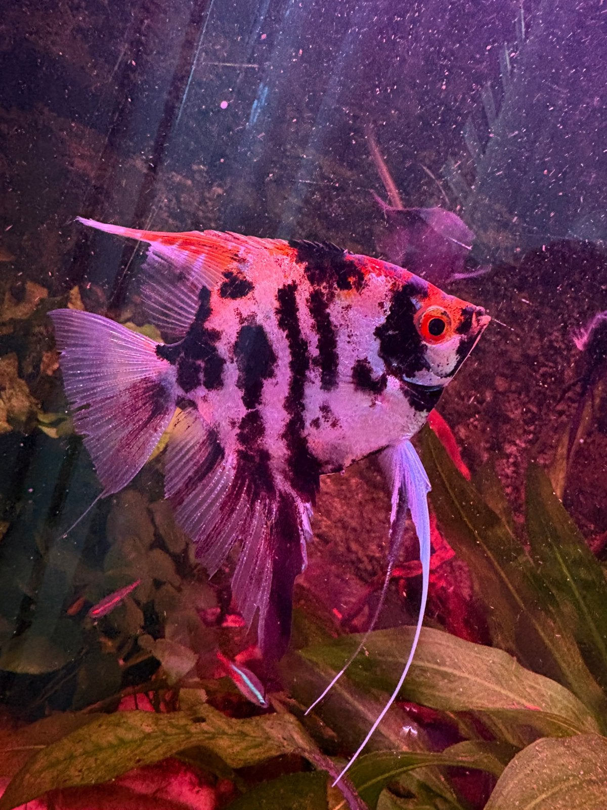 Maanvissen koi, Dieren en Toebehoren, Vis, Zoetwatervis