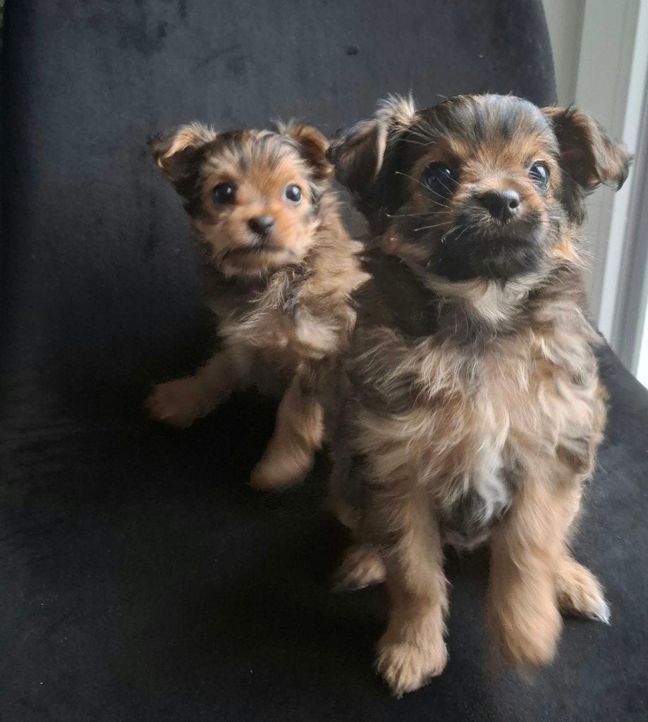 Schattige Yorkshire Terrier pups zoeken een liefdevol thuis, Yorkshire Terriër, Particulier, 8 tot 15 weken, Buitenland
