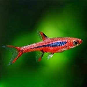 Gezocht: Rasbora's, Vis