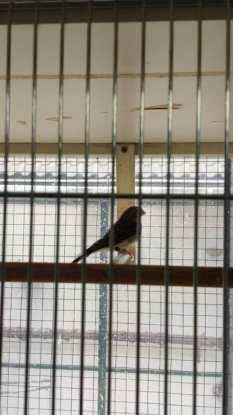 Gezonde vogel  edelzanger man