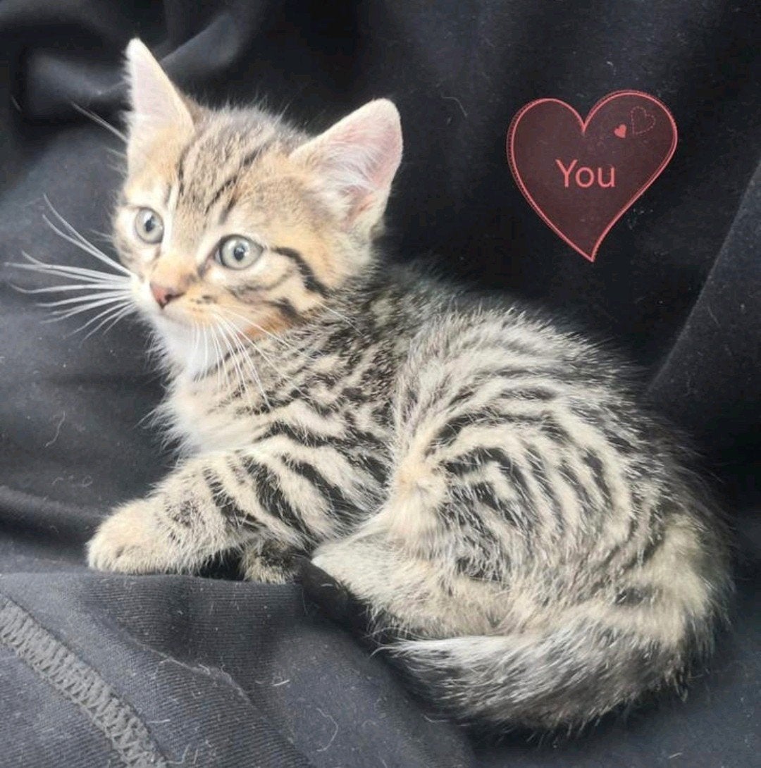 nog 1 kitten beschikbaar, Dieren en Toebehoren, Katten en Kittens | Overige Katten