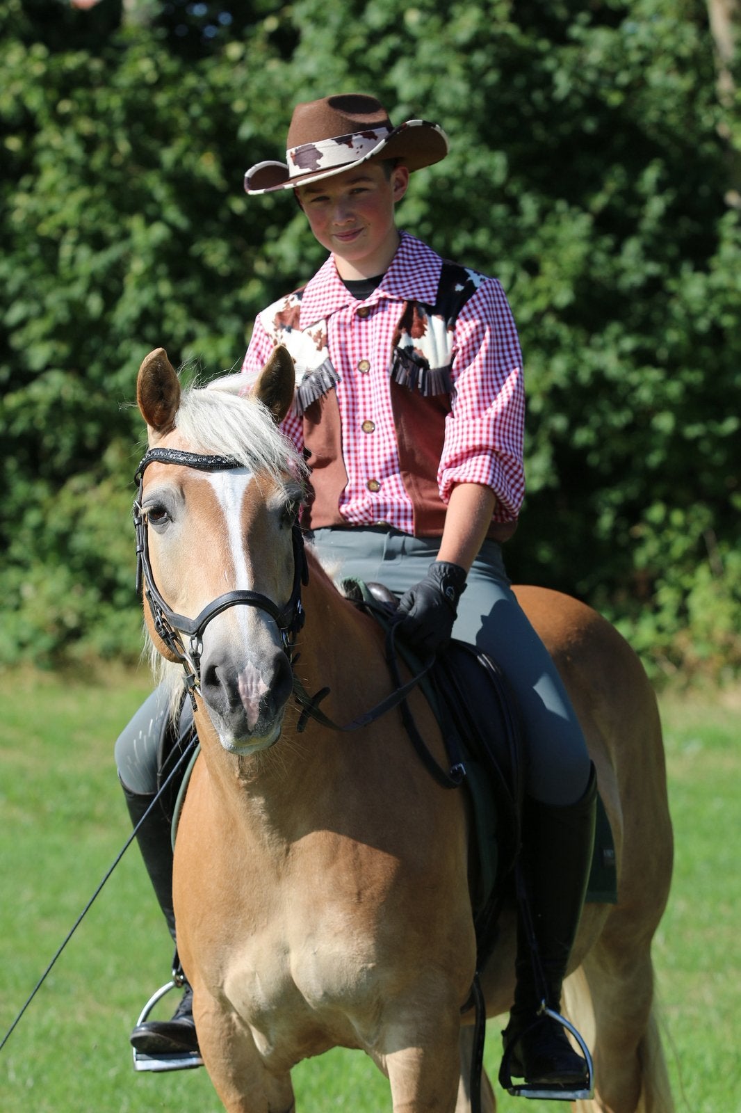 Lieve 18 jarige haflinger, Merrie