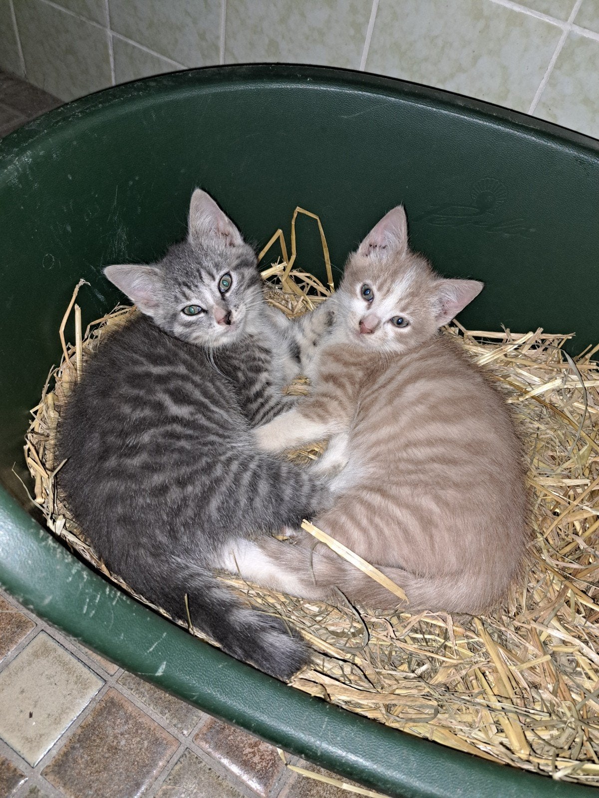 Rode kater  en grijze poes kitten te koop., Dieren en Toebehoren, Katten en Kittens | Overige Katten, Meerdere dieren, Kortharig