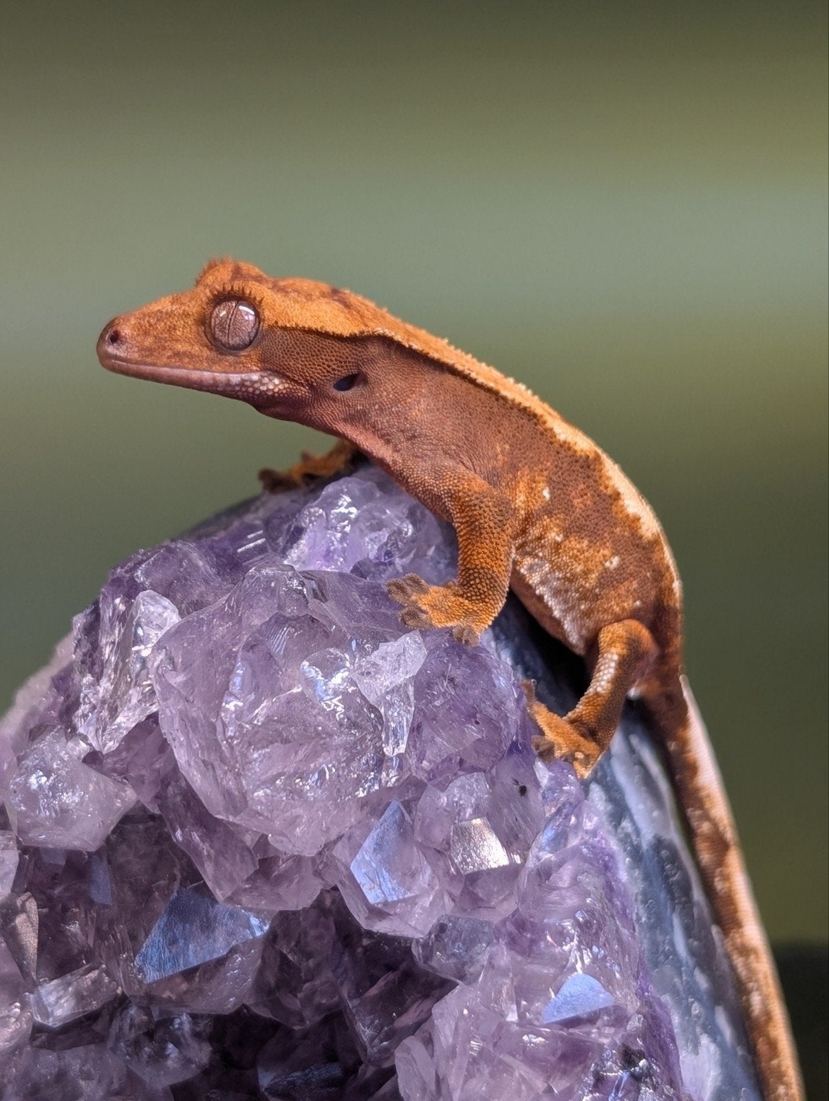 Wimpergekko Correlophus ciliatus 0.0.1 Crested Gecko - female for sale from cosmic nature ‍