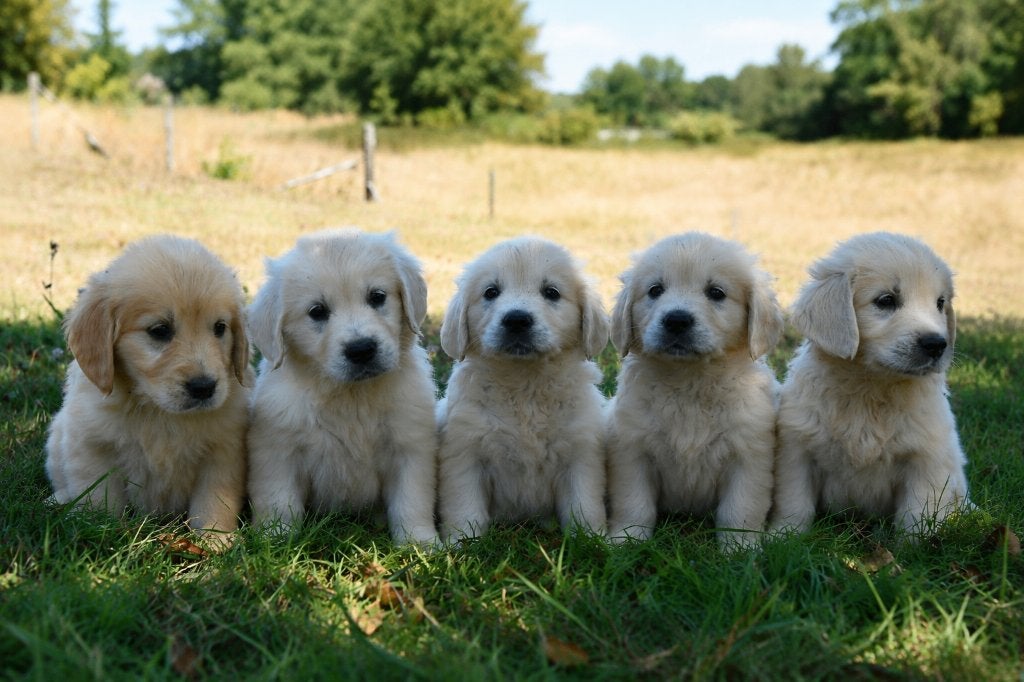 Prachtige witte Golden Retriever pups uit geteste ouders, Dieren en Toebehoren, Nederland, 8 tot 15 weken, Meerdere, Meerdere dieren