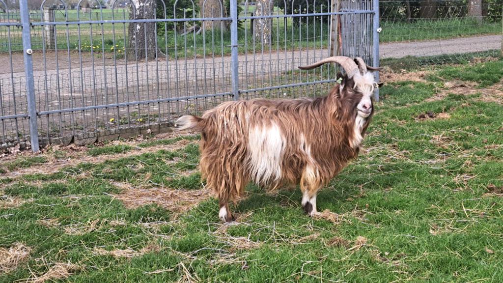 Landgeit BOK te huur, Dieren en Toebehoren, Mannelijk, Geit, 3 tot 5 jaar