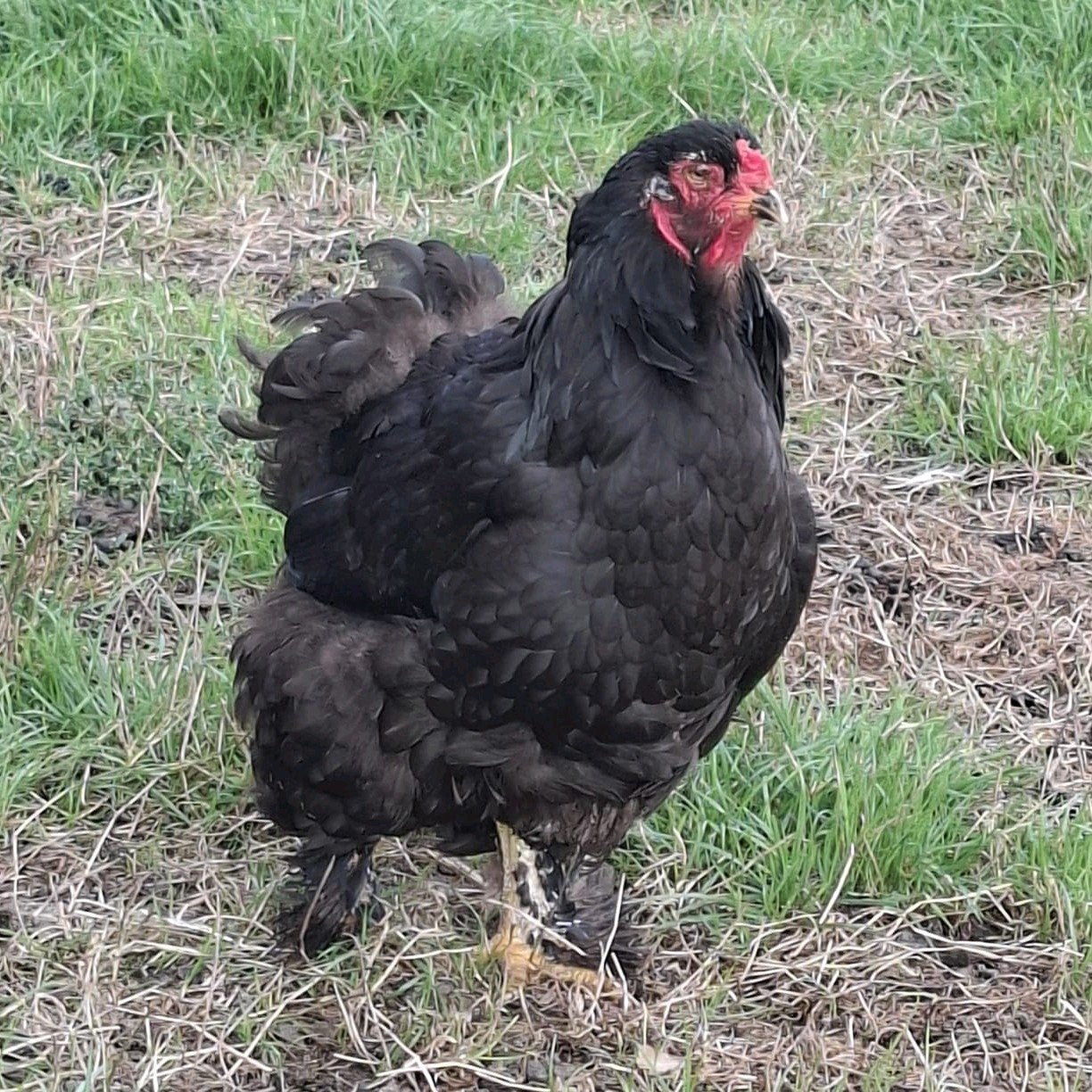 diverse brahma kippen te koop, Dieren en Toebehoren