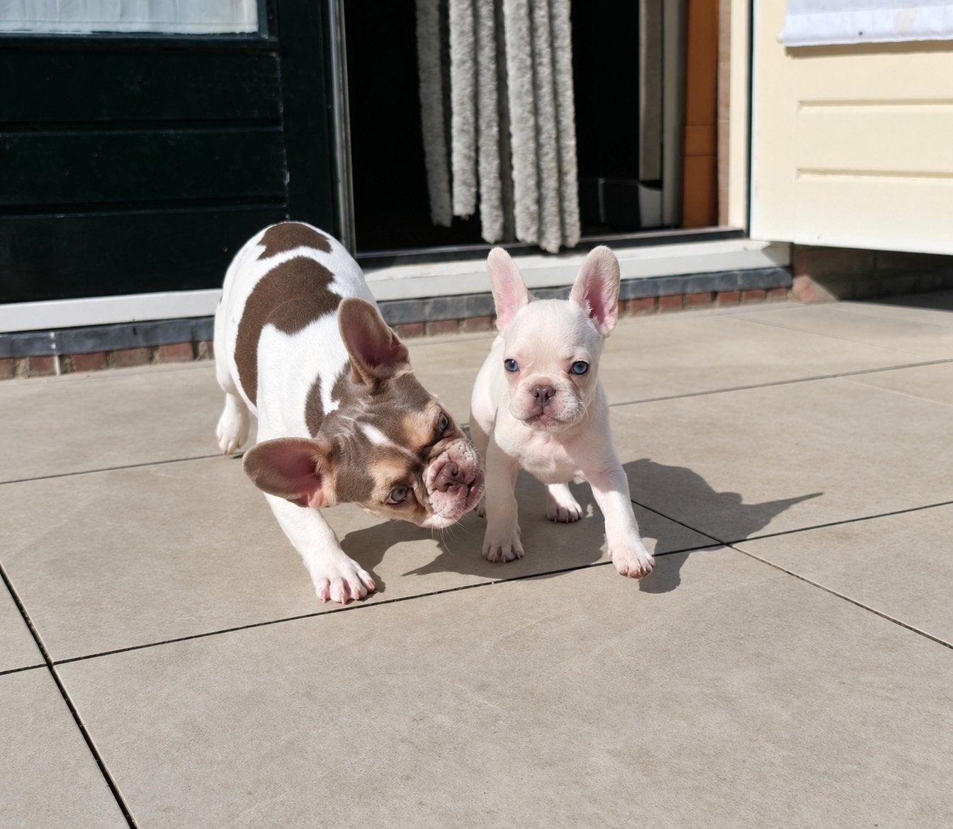 💙 super leuke x franse Bulldog pup reutje beschikbaar 💙, Parvo, Reu, 8 tot 15 weken, Bulldog