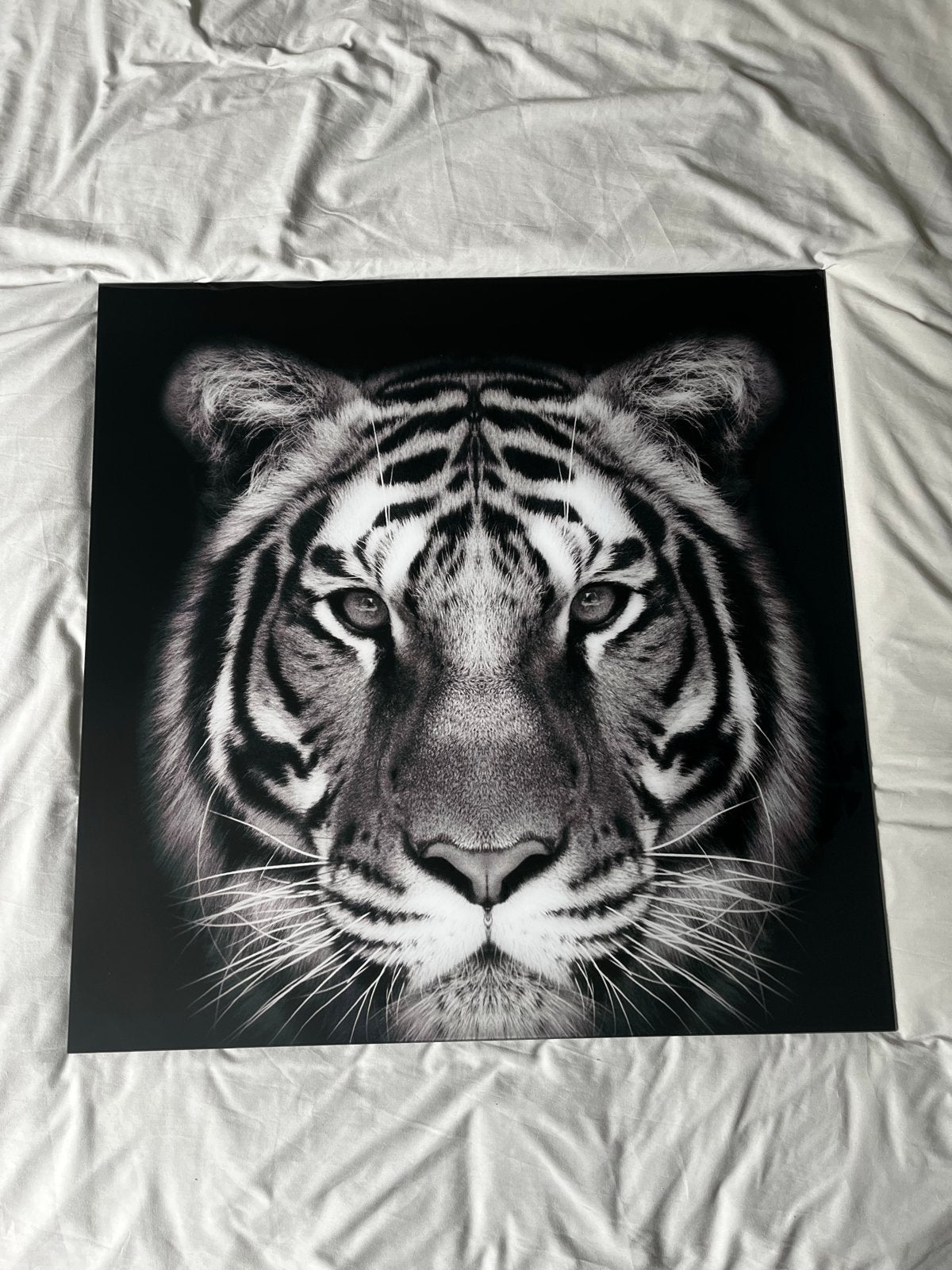 Tijger foto zwart-wit, Ophalen of Verzenden, Zo goed als nieuw, 75 tot 100 cm, Foto of Poster
