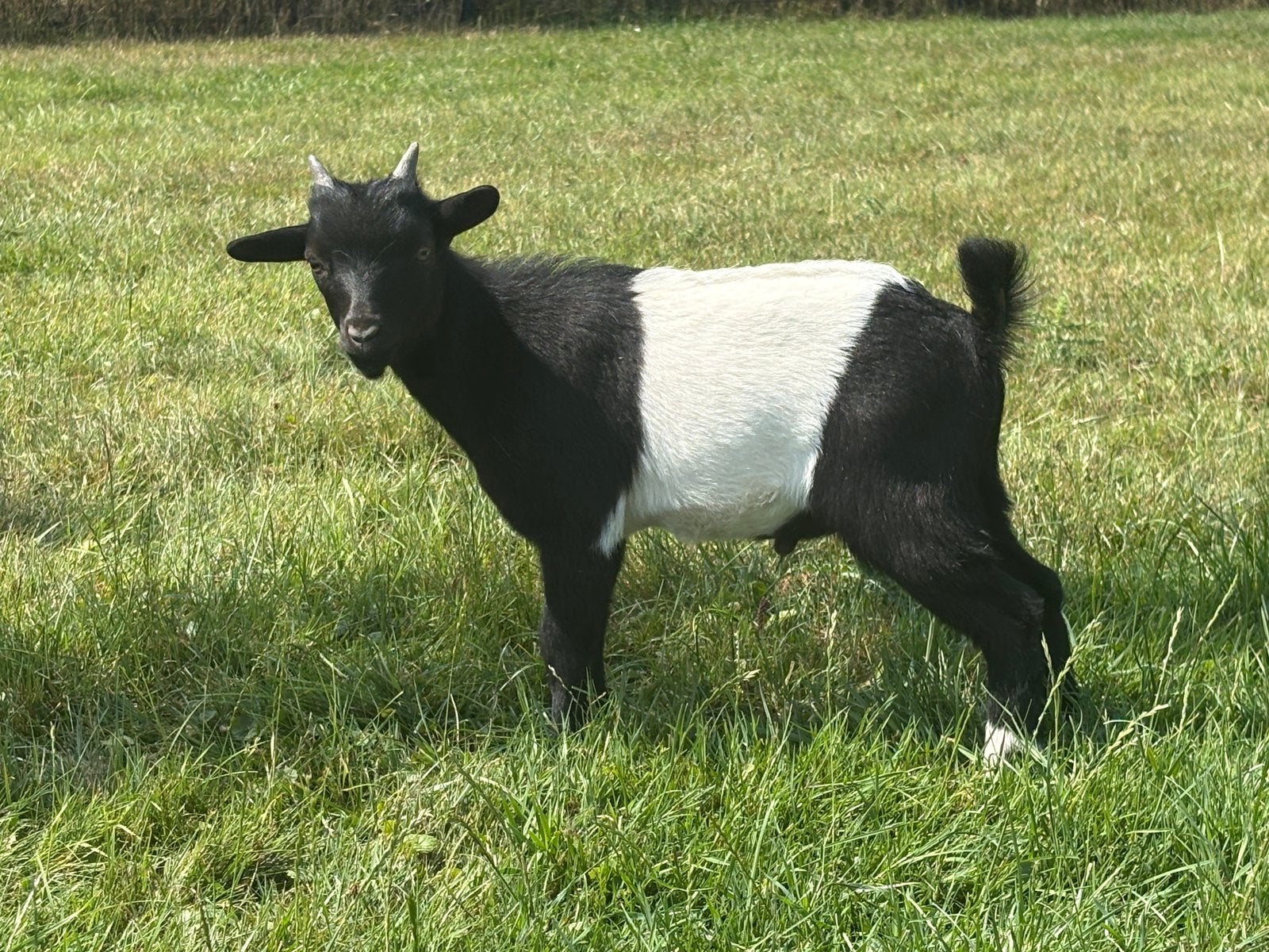 Geitenbokjes Lakenvelder, Dieren en Toebehoren, Schapen, Geiten en Varkens, Mannelijk, Geit
