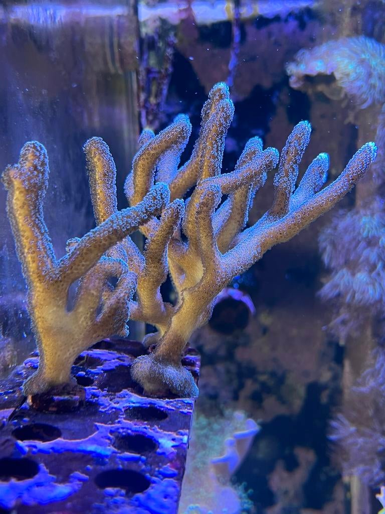 Paarse Stylophora., Dieren en Toebehoren, Vissen | Aquariumvissen, Overige typen