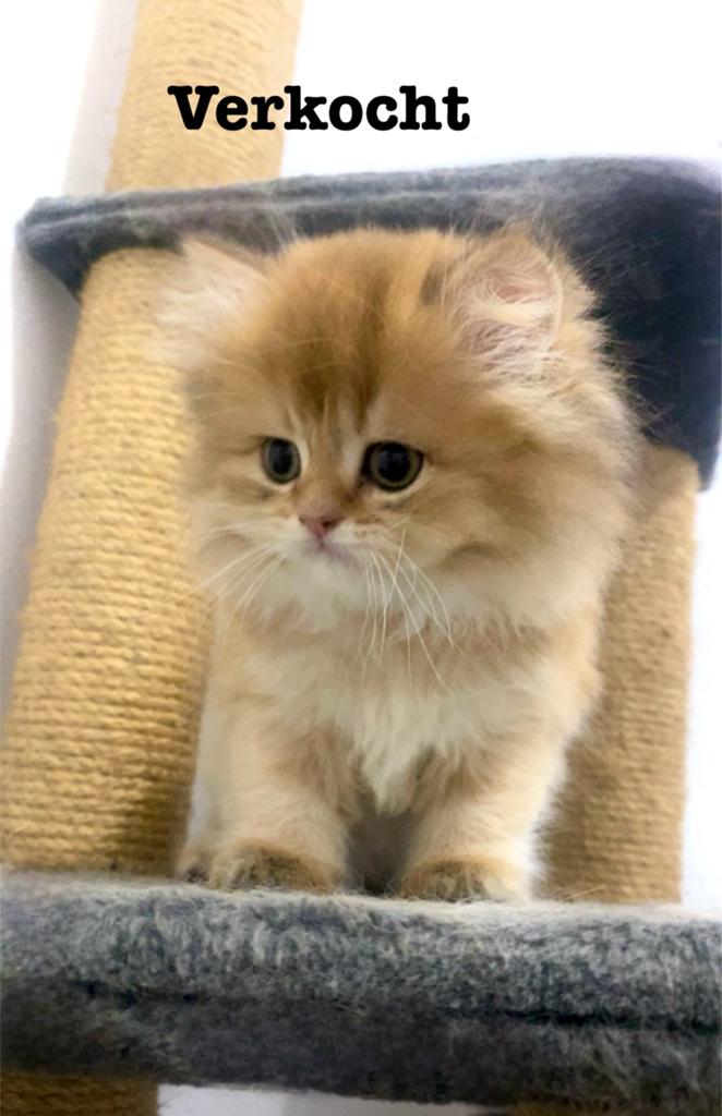 Britse langharige kittens, Meerdere dieren