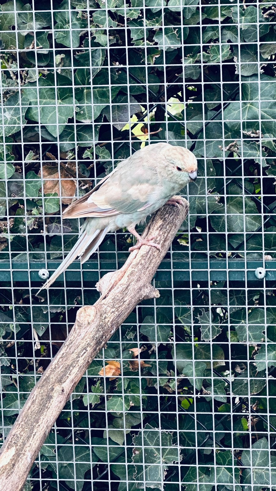 Kakariki, Dieren en Toebehoren, Meerdere dieren, Parkiet
