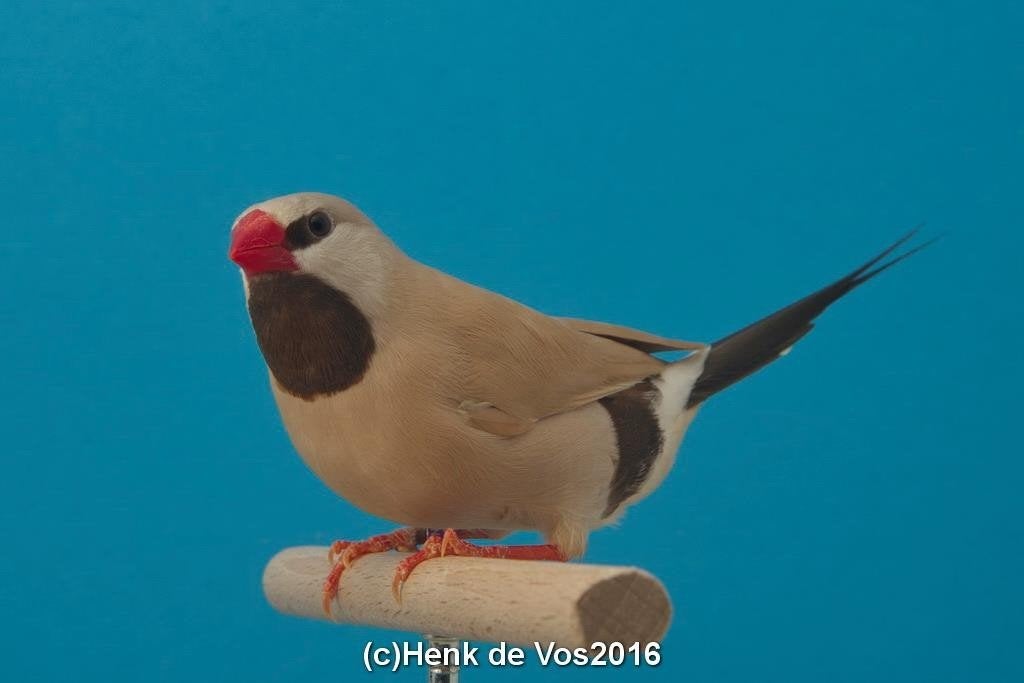 spitsstaart amadines, Dieren en Toebehoren, Vogels | Overige Vogels, Geslacht onbekend