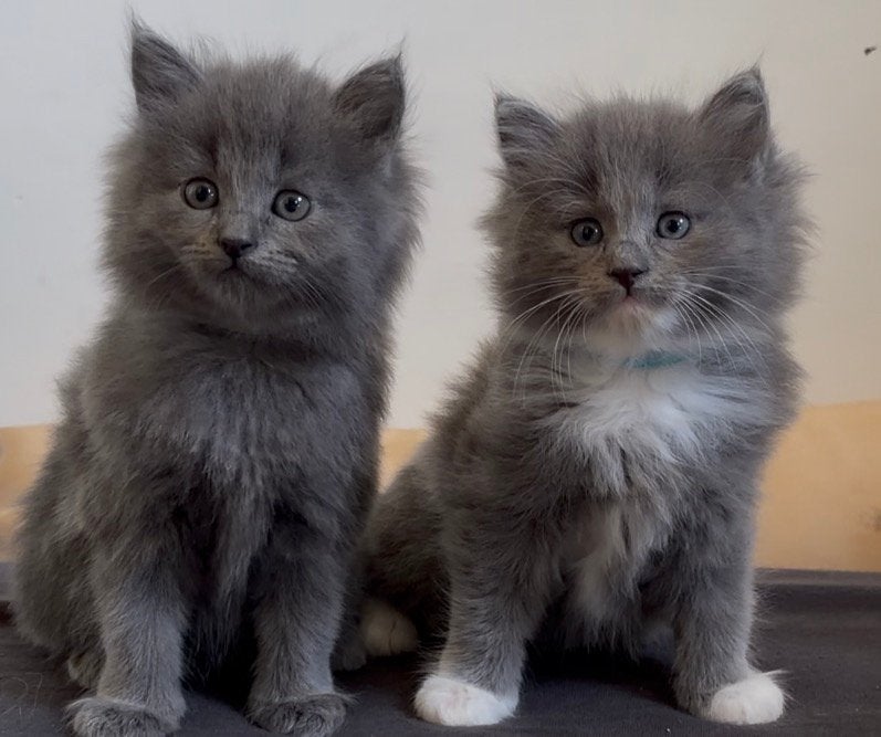 Prachtige Ragdoll x Noorse Boskat kittens, Meerdere dieren, Ontwormd, 0 tot 2 jaar