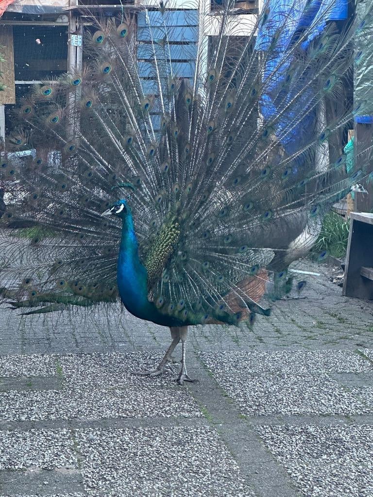 Blauwe pauwen koppel, Dieren en Toebehoren, Pluimvee, Meerdere dieren, Overige soorten