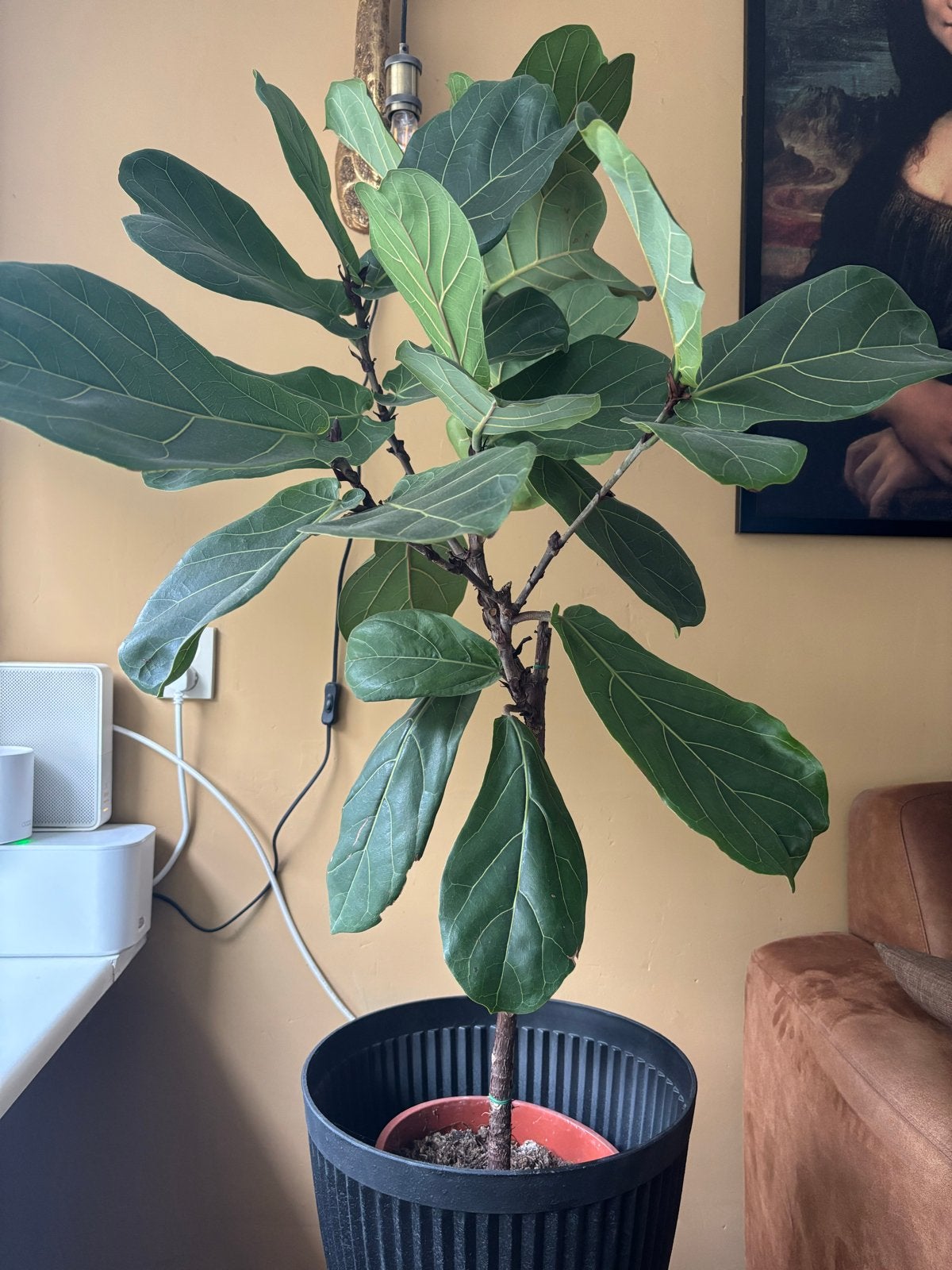 Ficus Lyrata (Tabaksplant) - Grote kamerplant op stam, Vaste plant, Bloeit niet, Halfschaduw, Ophalen