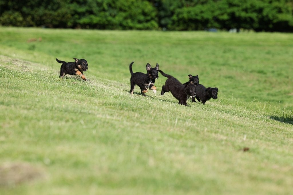 duitse herder pups / border collie pups /kruising, 9 weken, Dieren en Toebehoren, 8 tot 15 weken, Meerdere, Meerdere dieren, Herder