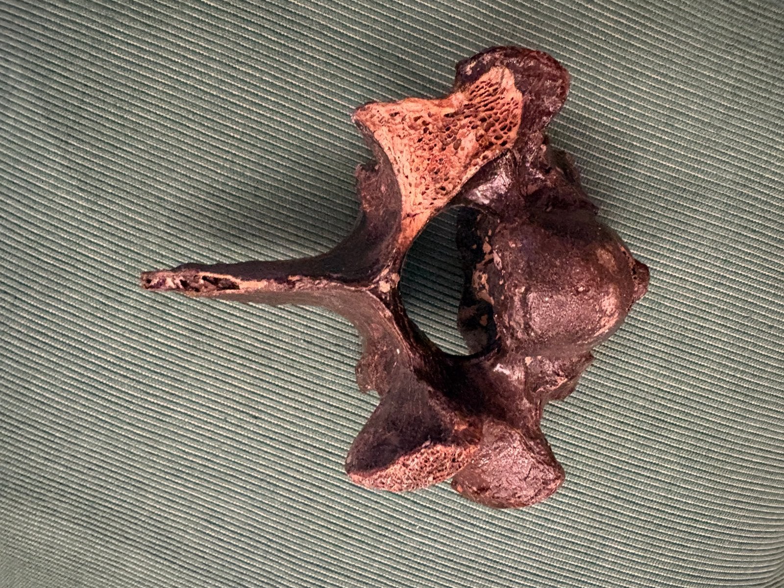 Uniek fossiel botfragment oerpaard, Ophalen of Verzenden, Overige typen