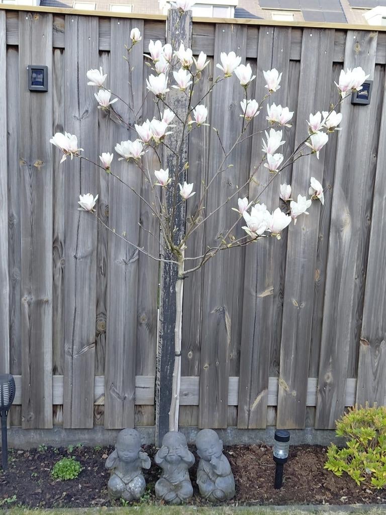 Magnolia boom, Tuin en Terras, Ophalen, Lente, Volle zon, Overige soorten