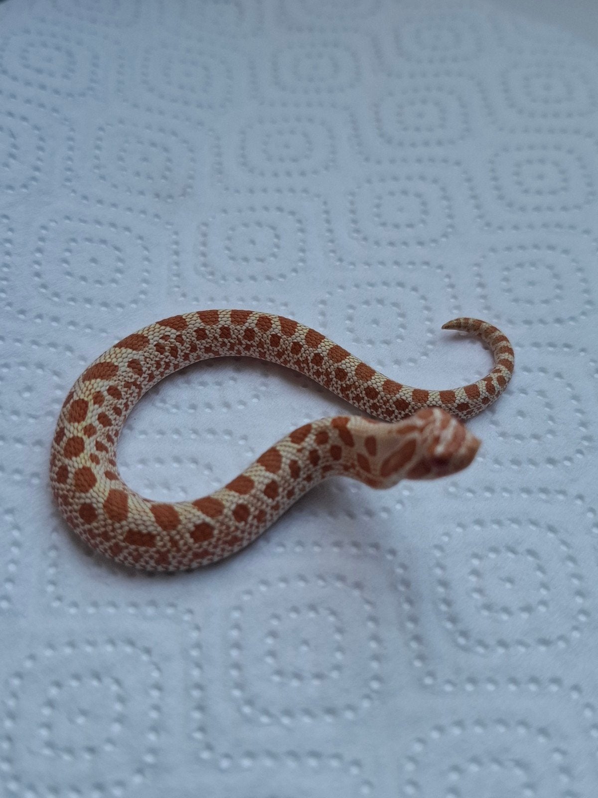 albino conda haakneus Hognose Snake photo 4