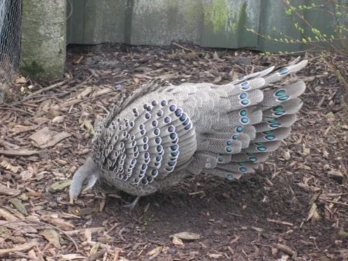 1-1 chinquis pauwfazant, Meerdere dieren, Overige soorten