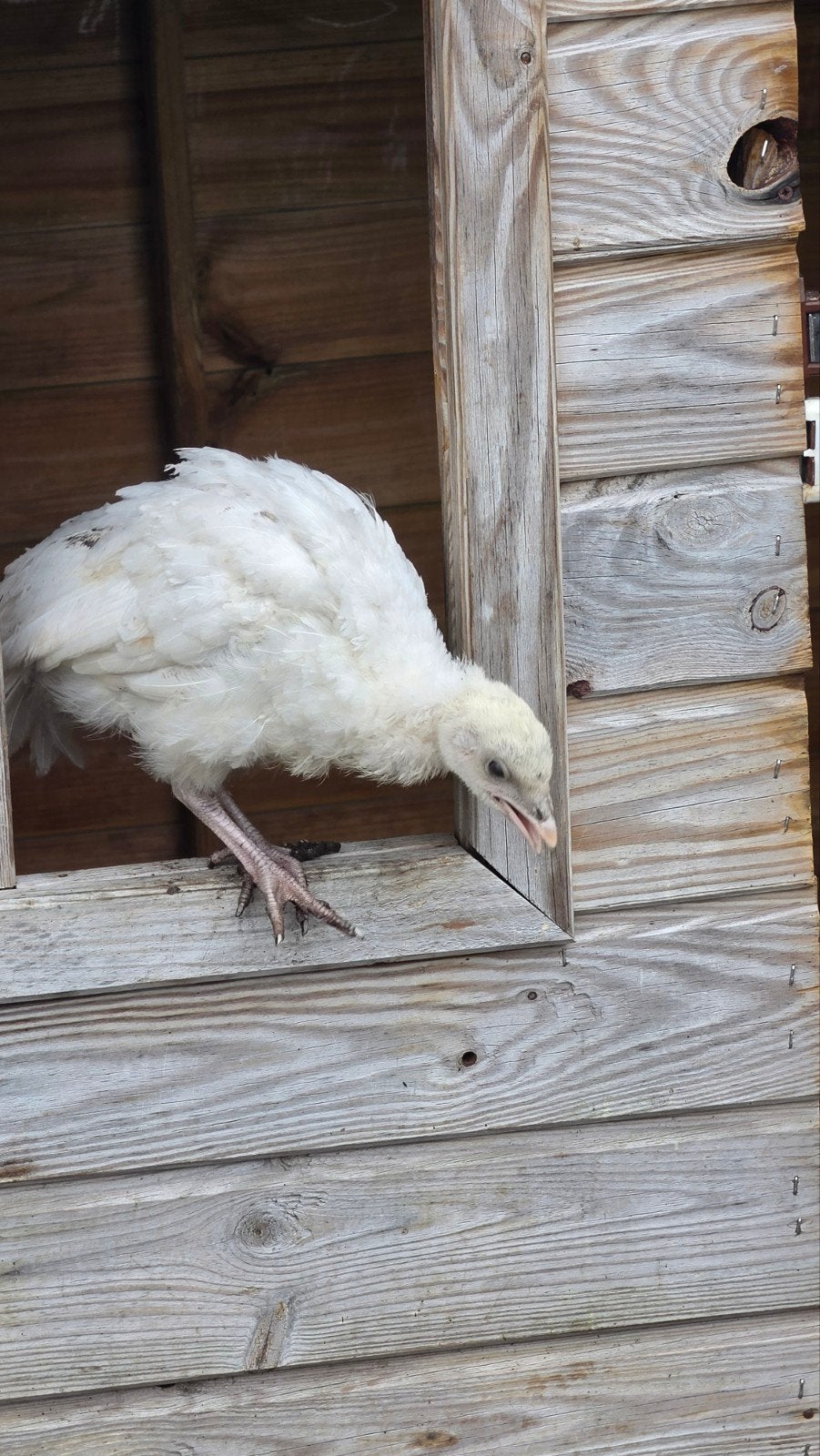 3 kalkoenen, Dieren en Toebehoren, Meerdere dieren, Kalkoen