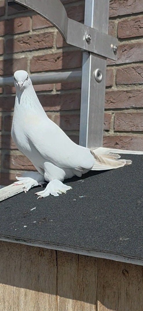 duiven, Dieren en Toebehoren