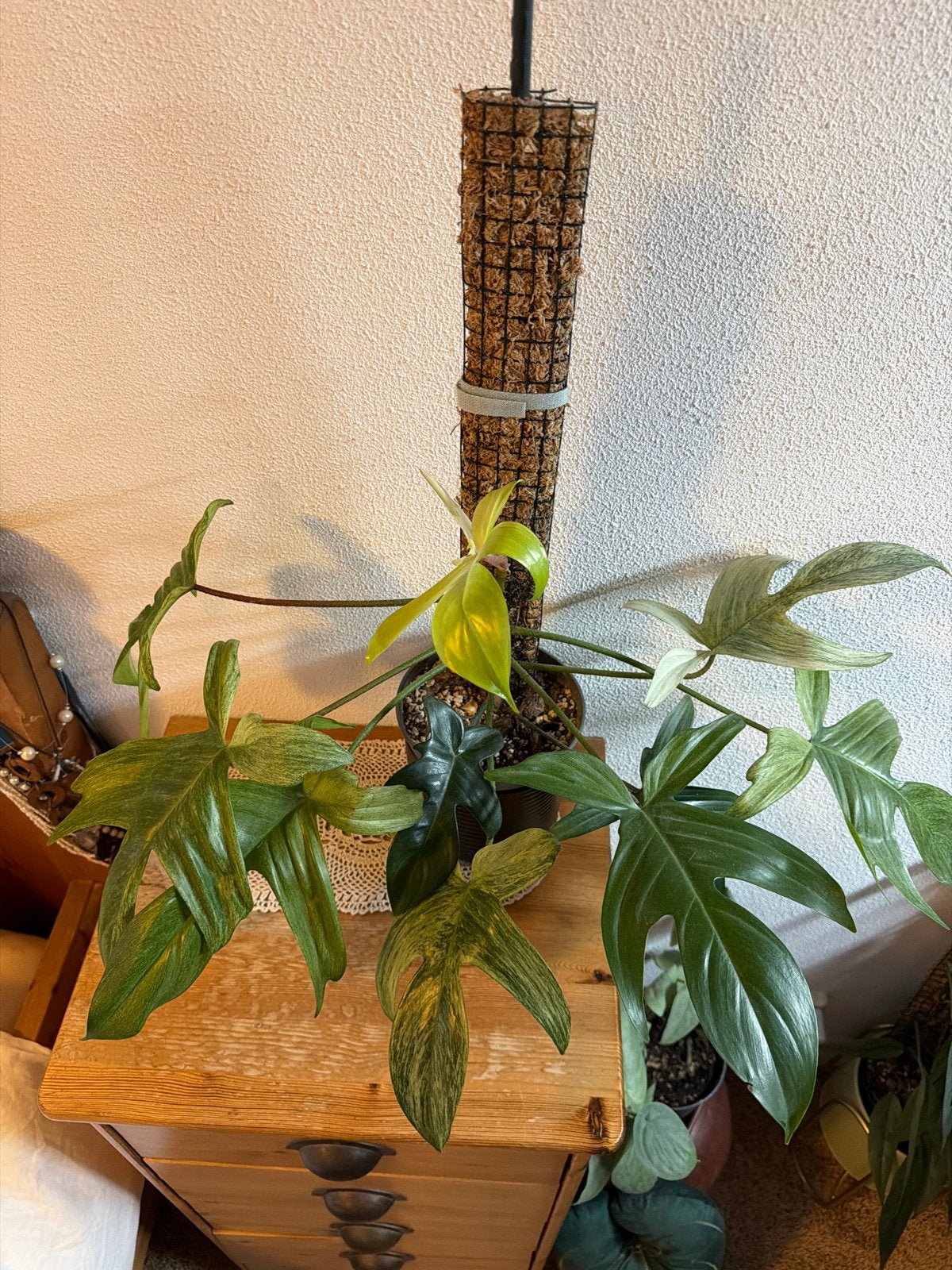 Philodendron Florida Ghost, Huis en Inrichting, Kamerplanten, Ophalen, Halfschaduw, Minder dan 100 cm