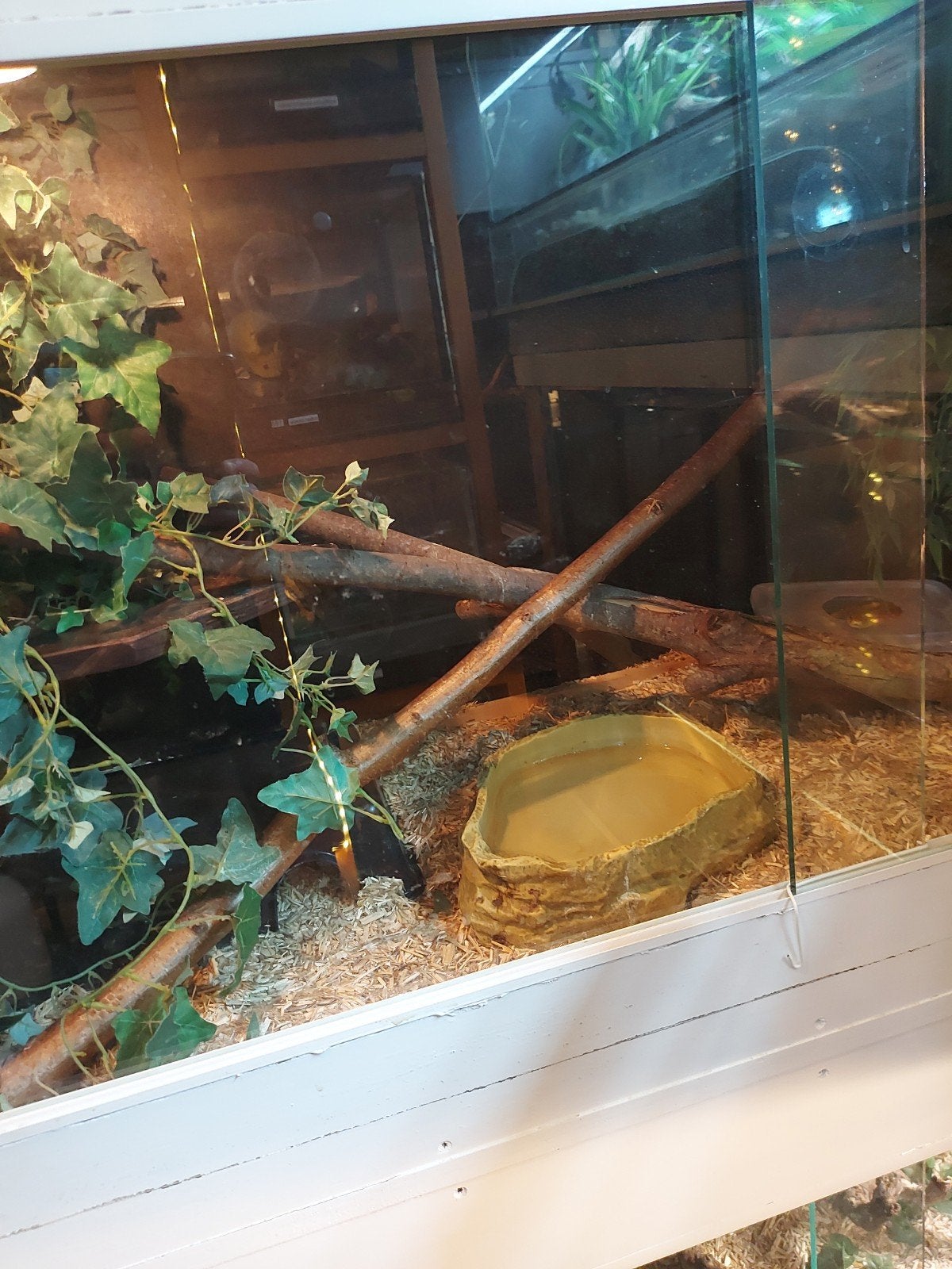 2 rattenslang, Dieren en Toebehoren, Reptielen en Amfibieën, Slang, Met terrarium, 0 tot 2 jaar
