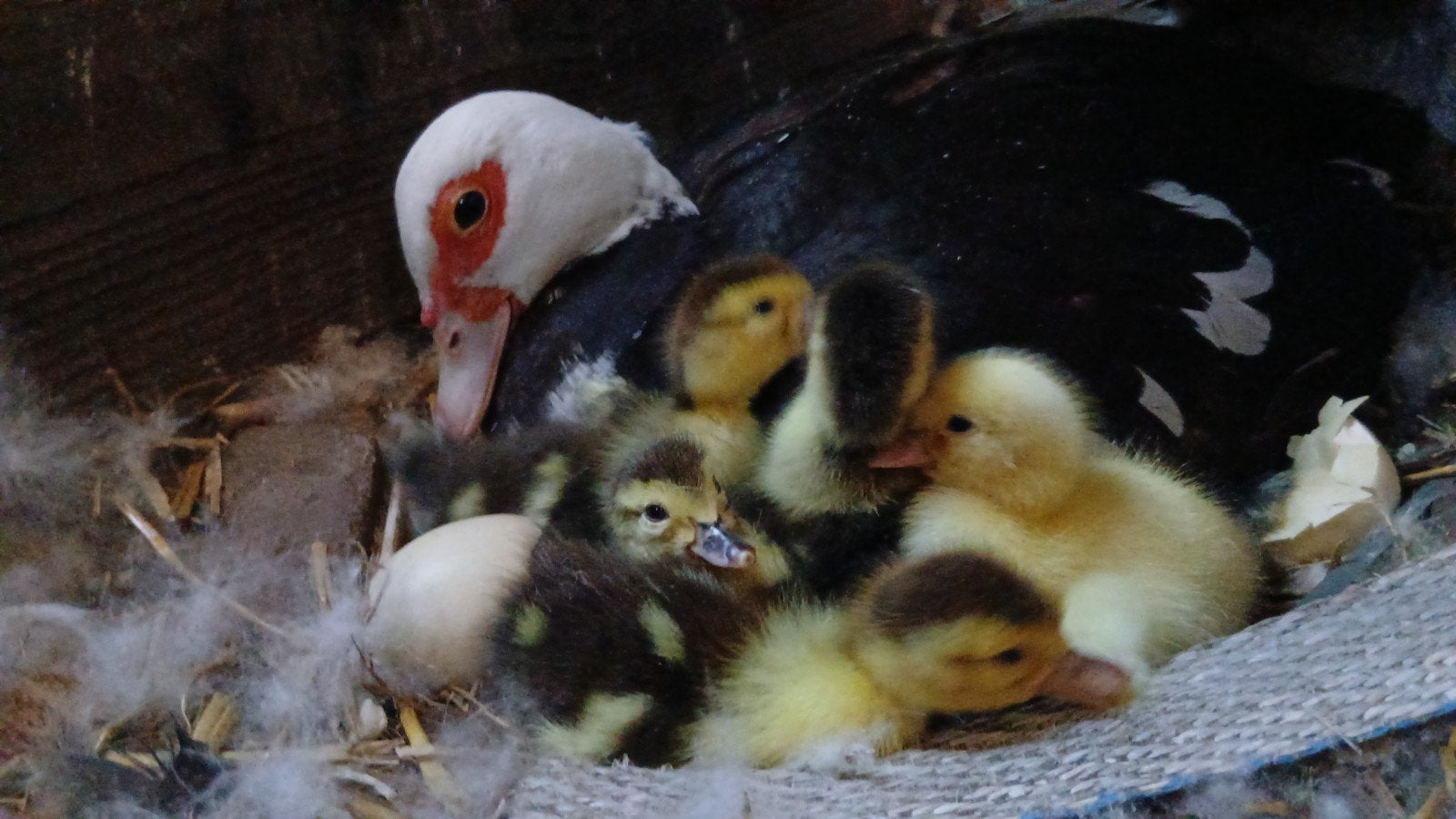 Muskuseendjes te koop , reserveer alvast !, Dieren en Toebehoren, Pluimvee, Meerdere dieren, Eend